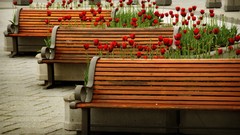 Nature Plants bench tulips red flowers ottawa
