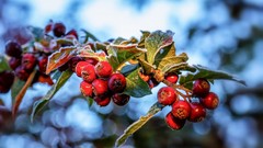 Nature Plants Berries