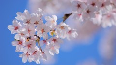 Nature Plants blossoms