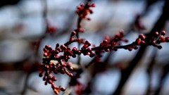 Nature Plants blurred background depth of field