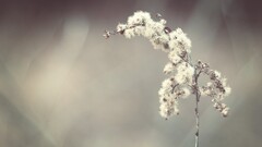 nature Plants blurred macro Simple Background