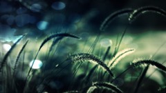 Nature Plants bokeh blurred fields