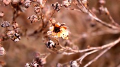 Nature Plants bokeh depth of field