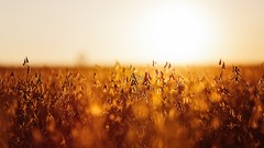 Nature Plants bokeh fields sunlight