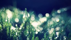 Nature Plants bokeh macro