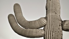 Nature Plants cactus