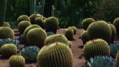 Nature Plants cactus