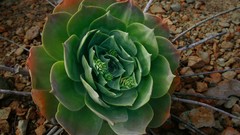 Nature Plants cactus rocks
