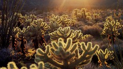 Nature Plants cactus sunlight