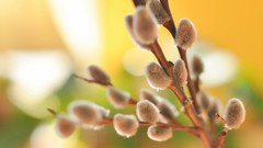 Nature Plants close-up