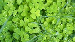 Nature Plants clover