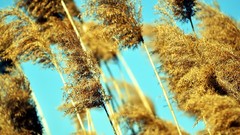 Nature Plants crops blurred crop