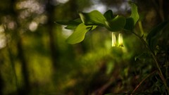 Nature Plants depth of