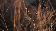 Nature Plants depth of field