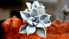 Nature Plants depth of field potted plant