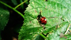 Nature Plants eating ladybirds