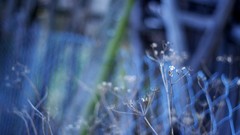 Nature Plants fences blurred depth of field