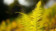 Nature Plants Ferns bokeh