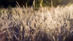 Nature Plants fields