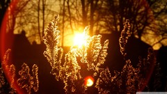 Nature Plants flare sunlight