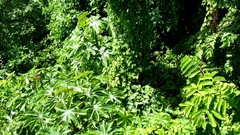 Nature Plants forests HDR Photography