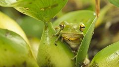 Nature Plants Frogs amphibians
