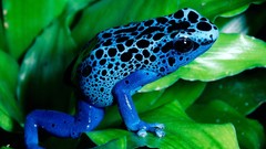 Nature Plants Frogs amphibians