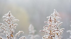 Nature Plants frost