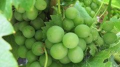 Nature Plants grapes