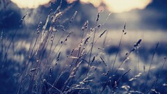 nature Plants grass outdoors