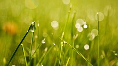 nature Plants grass water drops