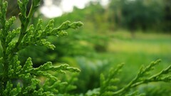 nature Plants Green blurred outdoors