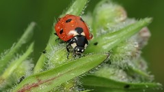 Nature Plants insects ladybirds