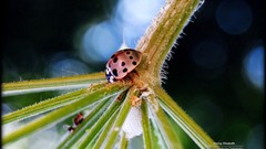 Nature Plants insects ladybirds