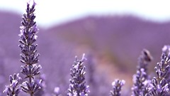 Nature Plants lavender depth of field