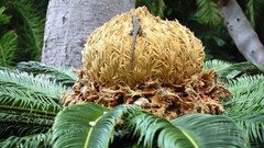 Nature Plants lizards