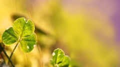 Nature Plants macro clover