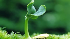 Nature Plants macro depth