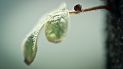 Nature Plants macro depth