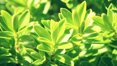 Nature Plants macro depth