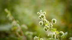 Nature Plants macro depth