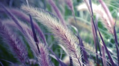 Nature Plants macro depth