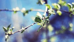 Nature Plants macro depth