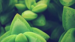 Nature Plants macro depth