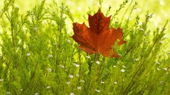 Nature Plants maple-leaf