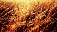 Nature Plants monochrome sunlight