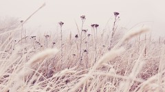 Nature Plants morning frost