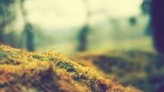 nature Plants moss