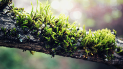 Nature Plants moss macro