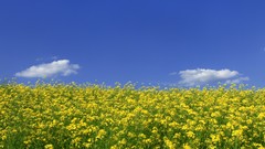 Nature Plants mustard